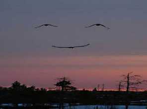 Birds Of The Air