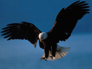 Wings Of Eagles