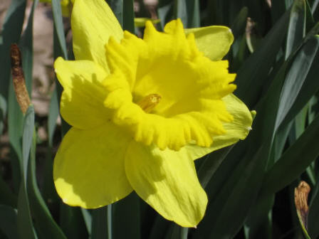 one daffodil