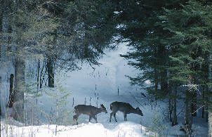 Inspirational Poems , Like Nature Calm The Mind and Soothe The Soul